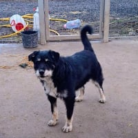Photo de rambo