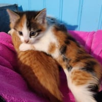Photo de Anouchka