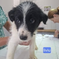Photo de liviu