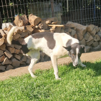 Photo de kuki