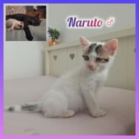 Photo de Naruto