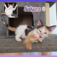 Photo de Sakura