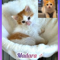Photo de Madara