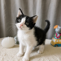 Photo de Mulan