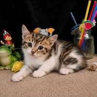 Photo de Minerva