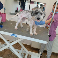 Photo de MILOU