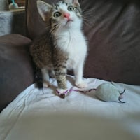 Photo de Loki