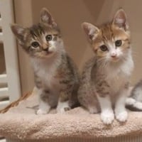Photo de 2 chaton a l'adoption