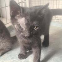 Photo de BAGHEERA