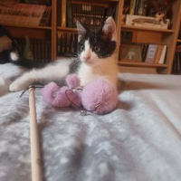 Photo de CRAPULE