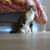 Photo de Pantoufle