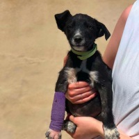 Photo de LIMON a adopter dans toute la France