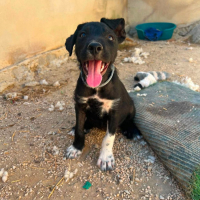 Photo de Panocha a l'adoption dans toute la France