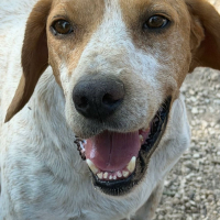 Photo de RAMBO à l'adoption dans toute la France 