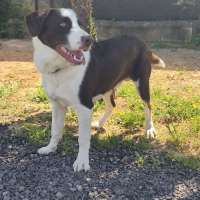 Photo de LEO a l'adoption dans toute la France 
