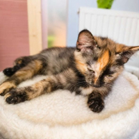 Photo de Zya