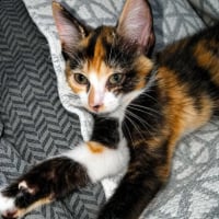 Photo de Zena