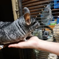 Photo de Choupi et Choupinette