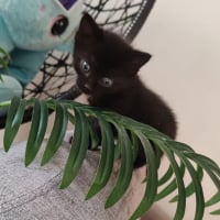 Photo de Bagheera