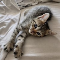 Photo de Bouboule