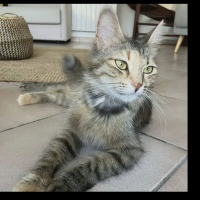 Photo de Lady