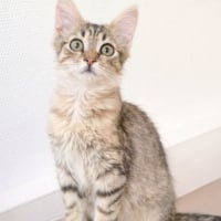 Photo de Mochi