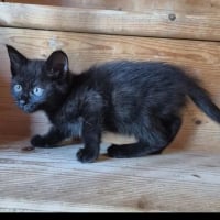 Photo de Osiris