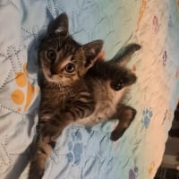 Photo de BANDIT