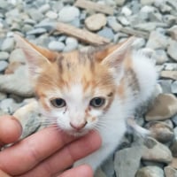 Photo de Cypris