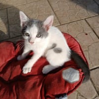 Photo de KITKAT