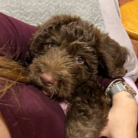 Photo de Scooby