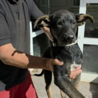 Photo de SAMBA