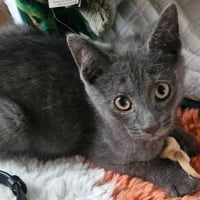 Photo de BALOO ET BOHÊME 