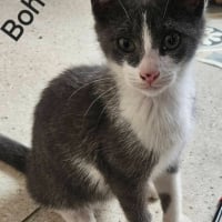 Photo de BOHEME ET BALOO