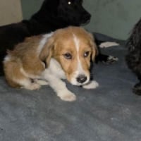 Photo de CARAMEL