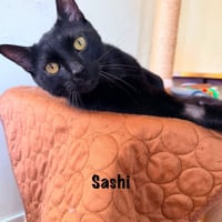 Photo de SASHI