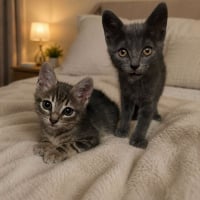 Photo de BAGHEERA ( à droite) 