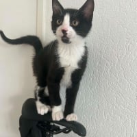 Photo de Pogi