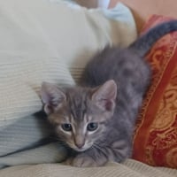 Photo de CALIN