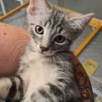 Photo de MILO