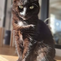 Photo de Zouby