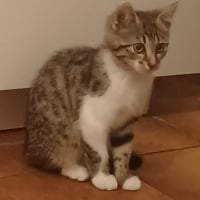 Photo de Baccara 