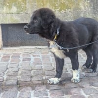 Photo de dartagnan