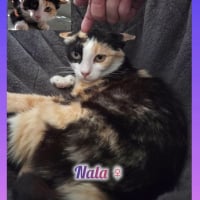Photo de Nala