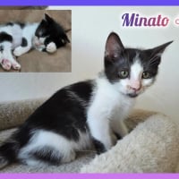 Photo de Minato