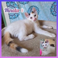 Photo de Hinata