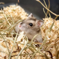 Photo de hamster