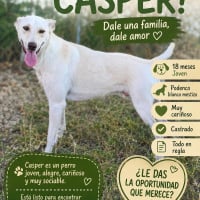 Photo de CASPER