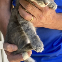 Photo de Smokie