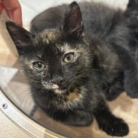 Photo de Fleur